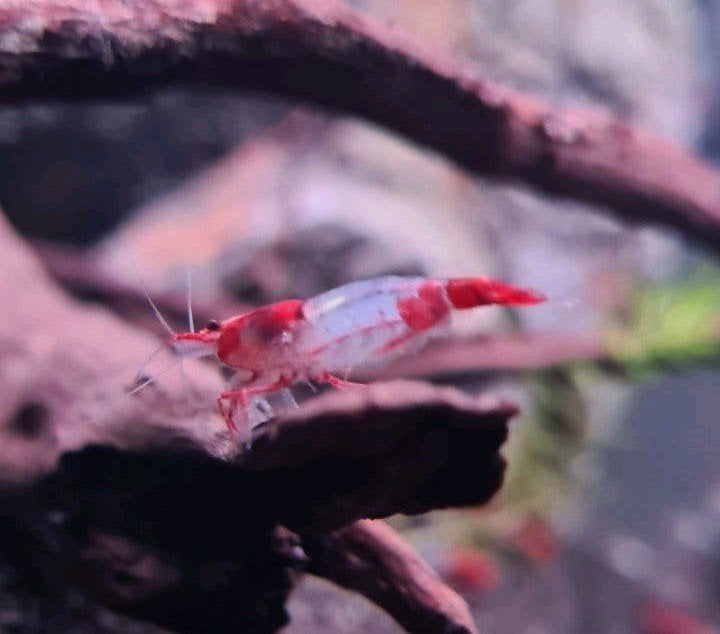 Te koop! Red Rilli garnalen, Kreeft, Krab of Garnaal, Zoetwatervis, Schoolvis