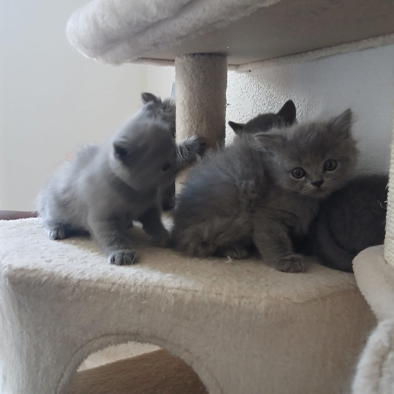 Britse korthaar kittens, 0 tot 2 jaar