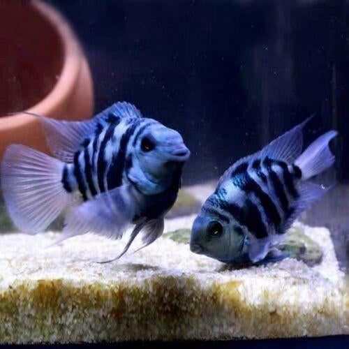 4 x Volwassen mannen blue polars €5.50 per stuk, Dieren en Toebehoren, Vissen | Aquariumvissen, Vis, Zoetwatervis