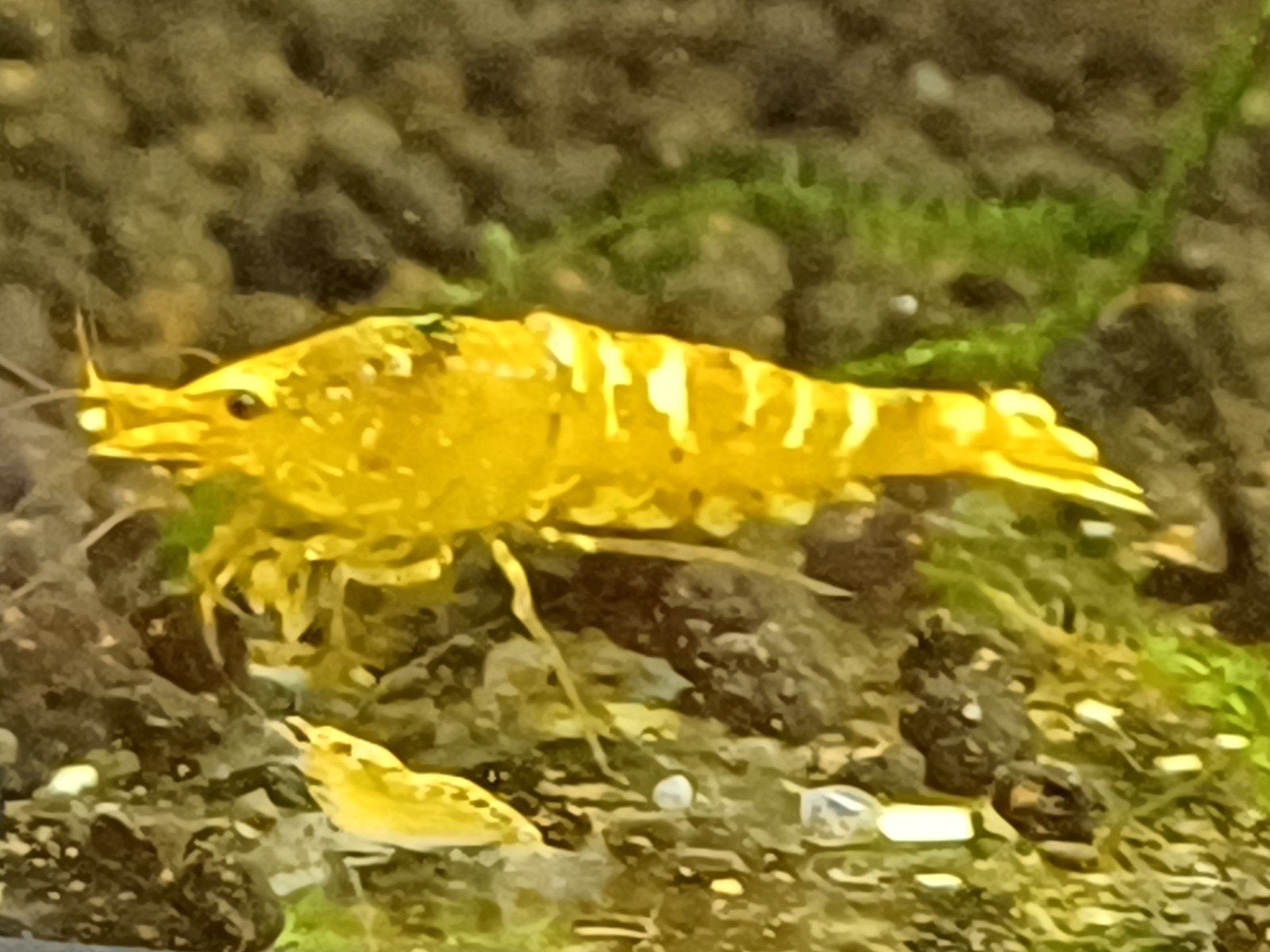 Yellow Galaxy Fisbone garnalen, Kreeft, Krab of Garnaal