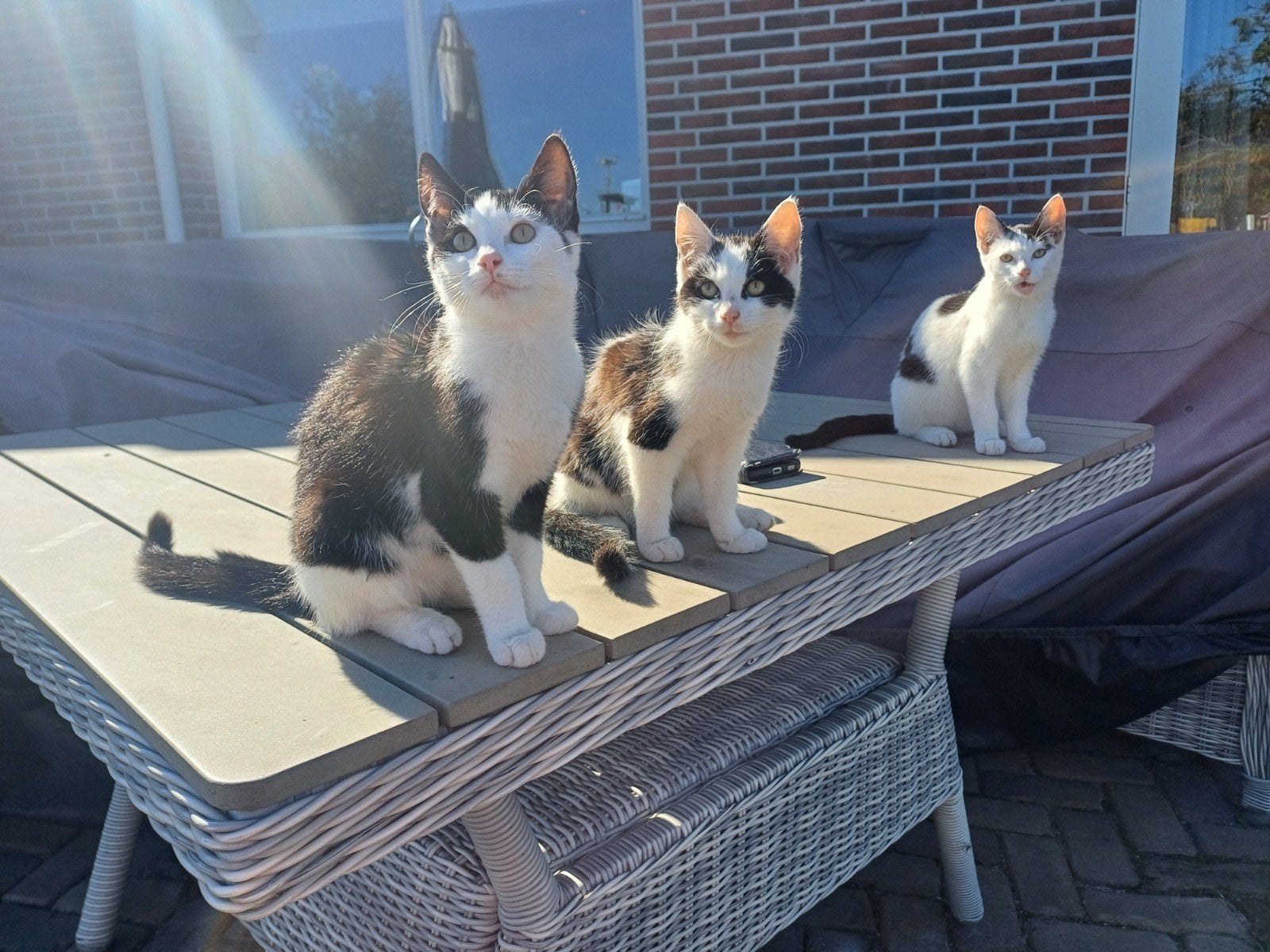 Boederij kittens, Poes, Ontwormd, 0 tot 2 jaar