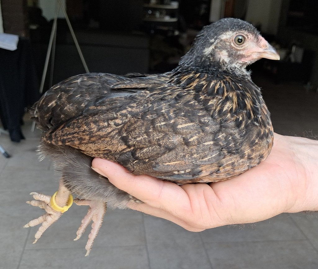 Araucana/Serama hen, Dieren en Toebehoren, Vrouwelijk, Kip