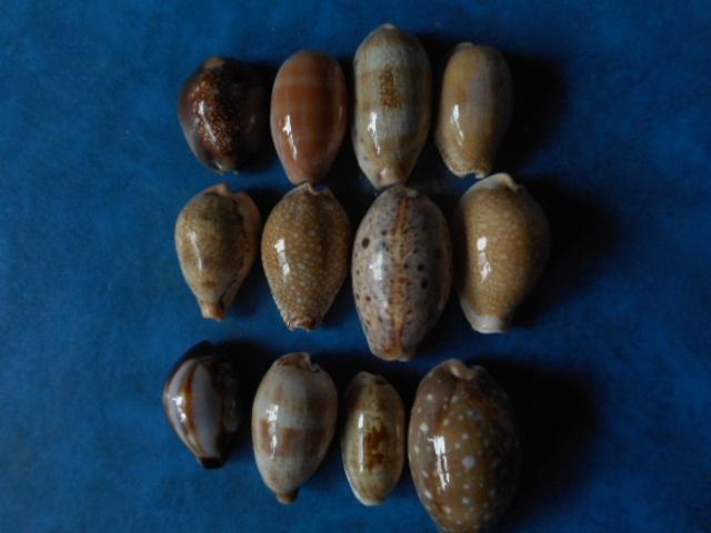 Schelpen: Cypraea-collectie 12 soorten gem 32-49mm, Verzamelen, Verzenden, Schelp(en)