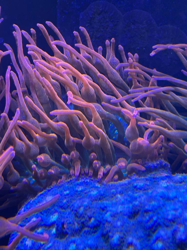 Sunburst tepelanemoon/montipora/chalice/hamers/stylophora, Dieren en Toebehoren, Ophalen of Verzenden, Nieuw, Plant(en), Steen of Hout
