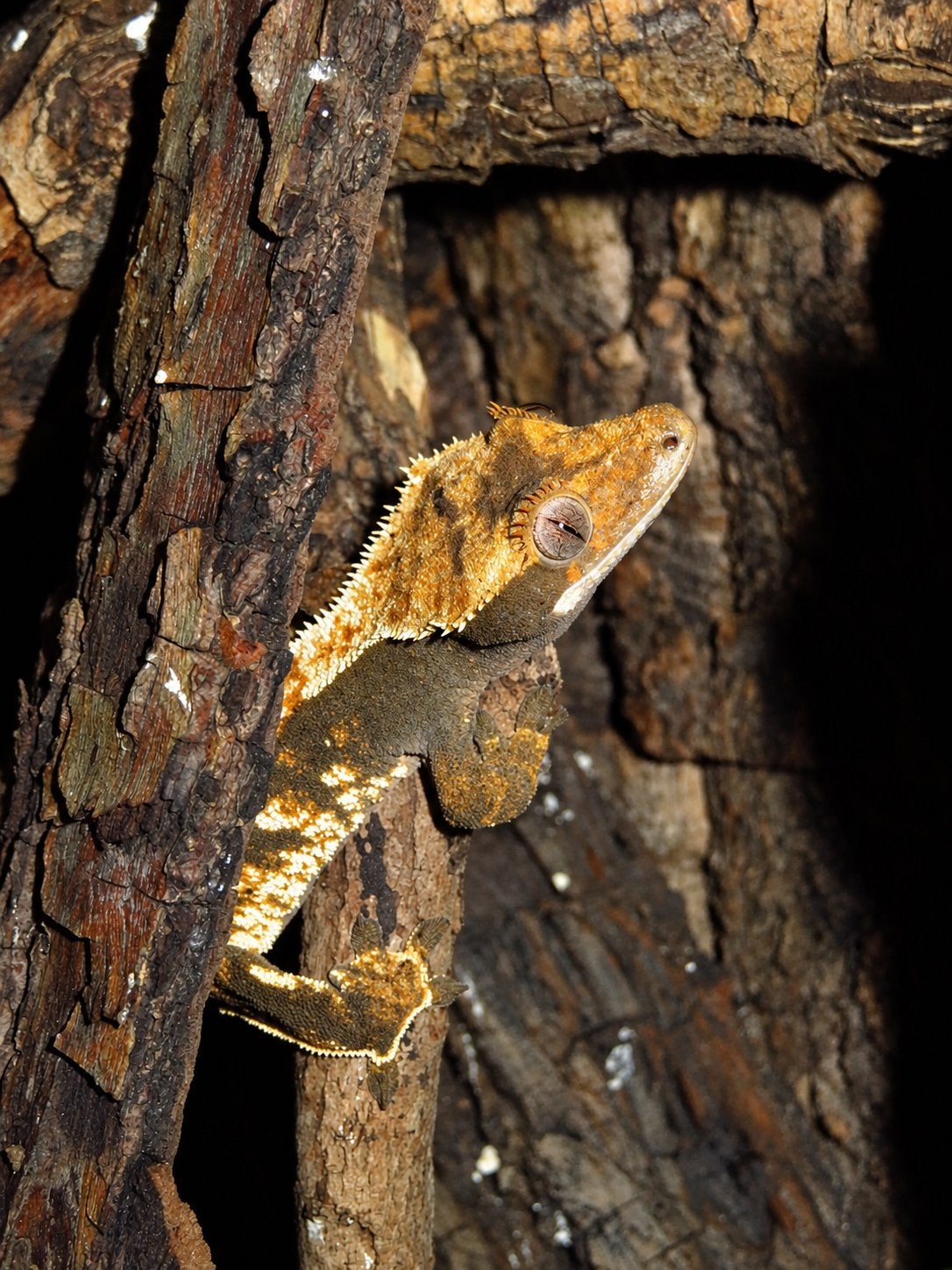 Wimpergekko vrouw, Dieren en Toebehoren, Hagedis, Tam, 0 tot 2 jaar