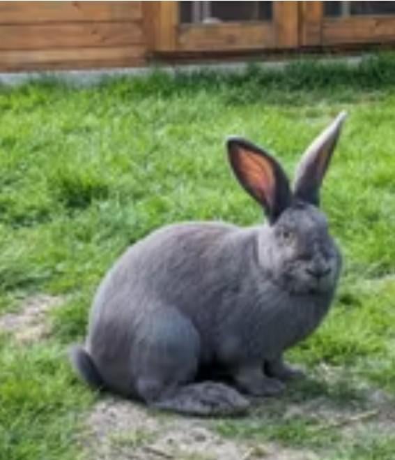 GEZOCHT Blauwe van Ham Konijn., Dieren en Toebehoren, Konijnen, Vrouwelijk