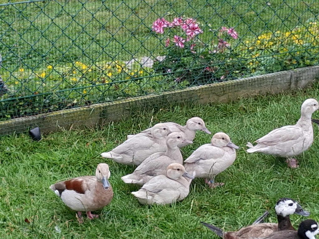 siereenden, Dieren en Toebehoren, Pluimvee, Meerdere dieren, Eend