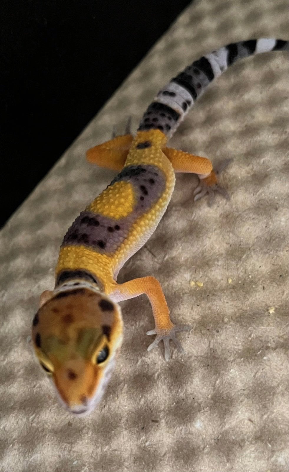 Div. Jonge Luipaard gekko’s  / leopard gecko Leopard Gecko photo 3