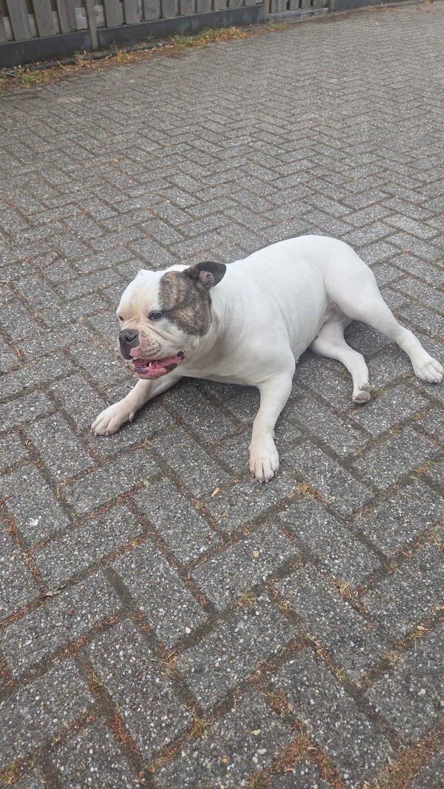 Amerikaanse bulldogg, Dieren en Toebehoren, Honden | Bulldogs, Pinschers en Molossers, CDV (hondenziekte), 1 tot 2 jaar, Teef