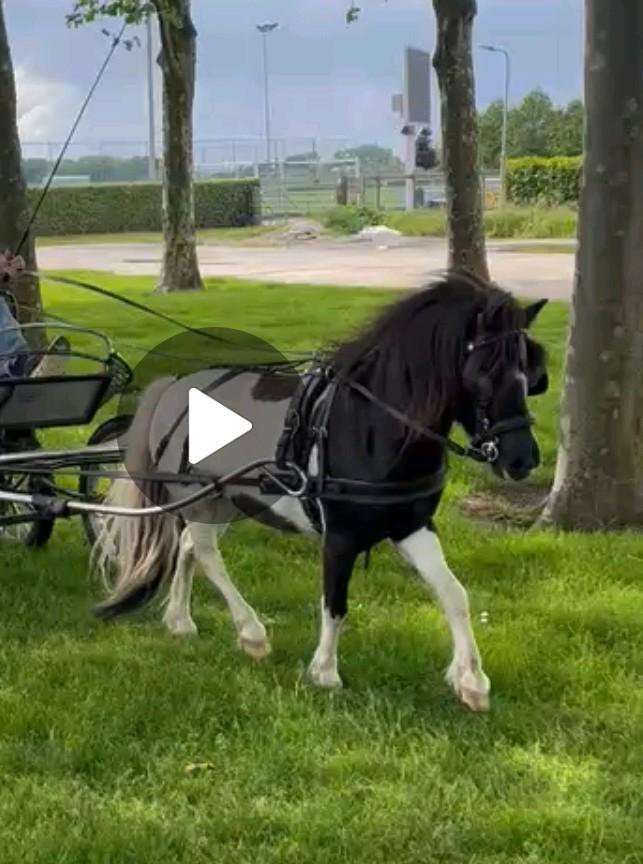Mooie alround sportpony, Dieren en Toebehoren, Pony's, Ruin, A pony (tot 1.17m), Ontwormd, 0 tot 2 jaar