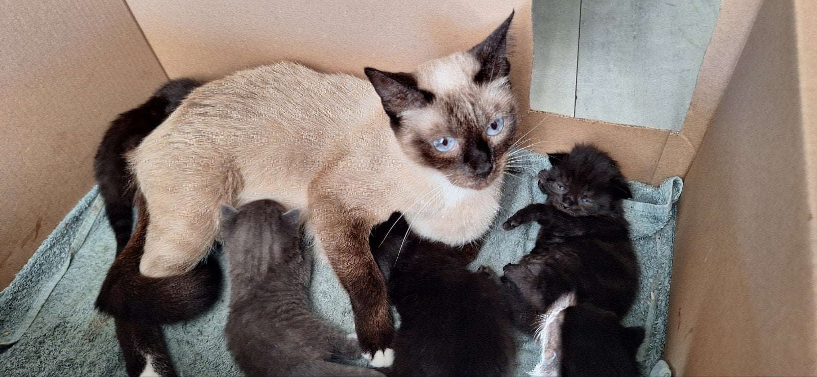 Prachtige kittens, Dieren en Toebehoren, Poes