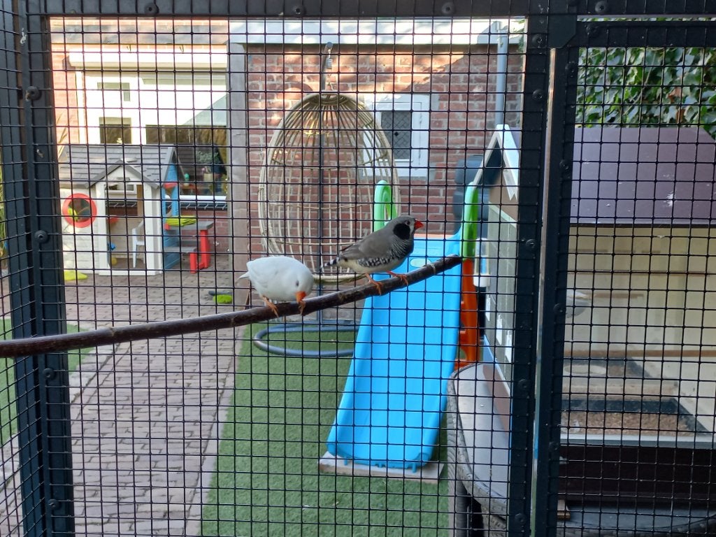 Koppel Zebravinken, Dieren en Toebehoren, Meerdere dieren, Tropenvogel, Tam