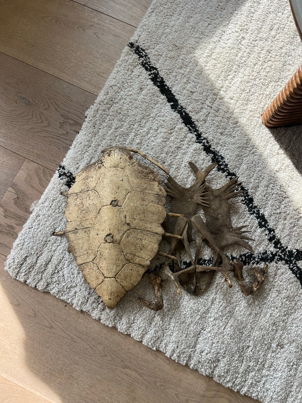 GRATIS: Uniek Antiek Schildpad Schild, Ophalen of Verzenden, Gebruikt