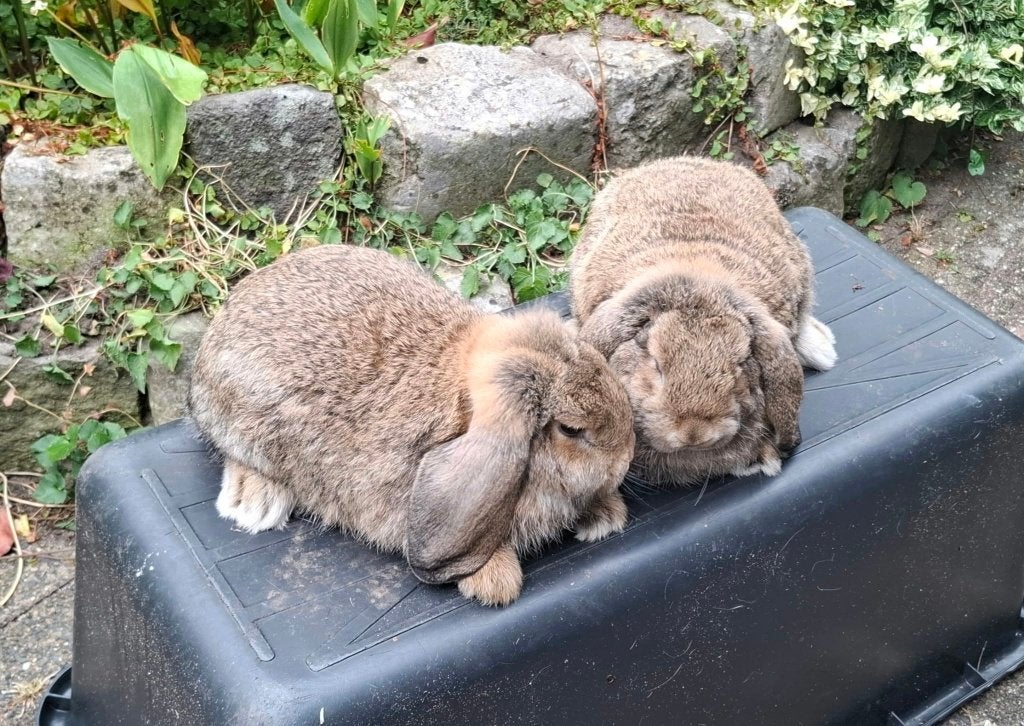 2 Rasechte Duitse hangoren voedsters konijngrijs, Dieren en Toebehoren, Konijnen, Vrouwelijk, Middelgroot, Hangoor, 0 tot 2 jaar