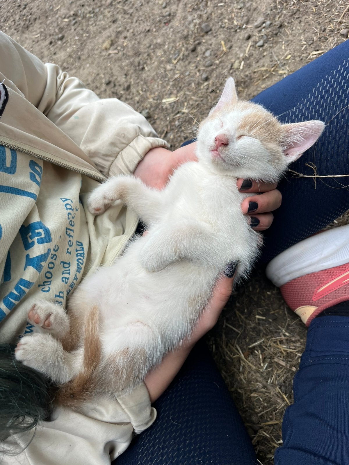 Lieve kittens te koop, 8 weken oud, Meerdere dieren