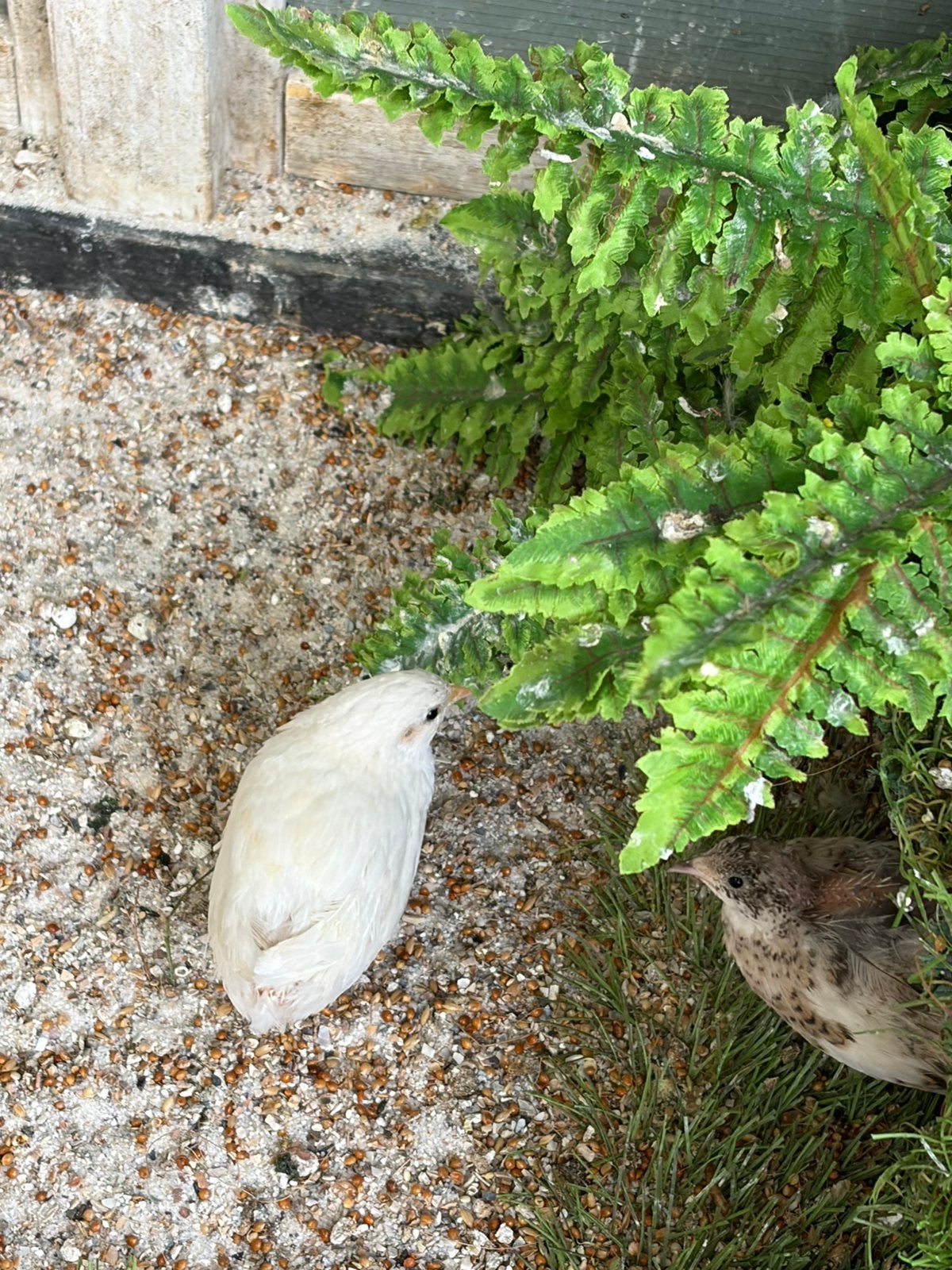 Chinese dwergkwartel mannelijk wit. Gratis af te halen., Dieren en Toebehoren, Vogels | Overige Vogels, Mannelijk
