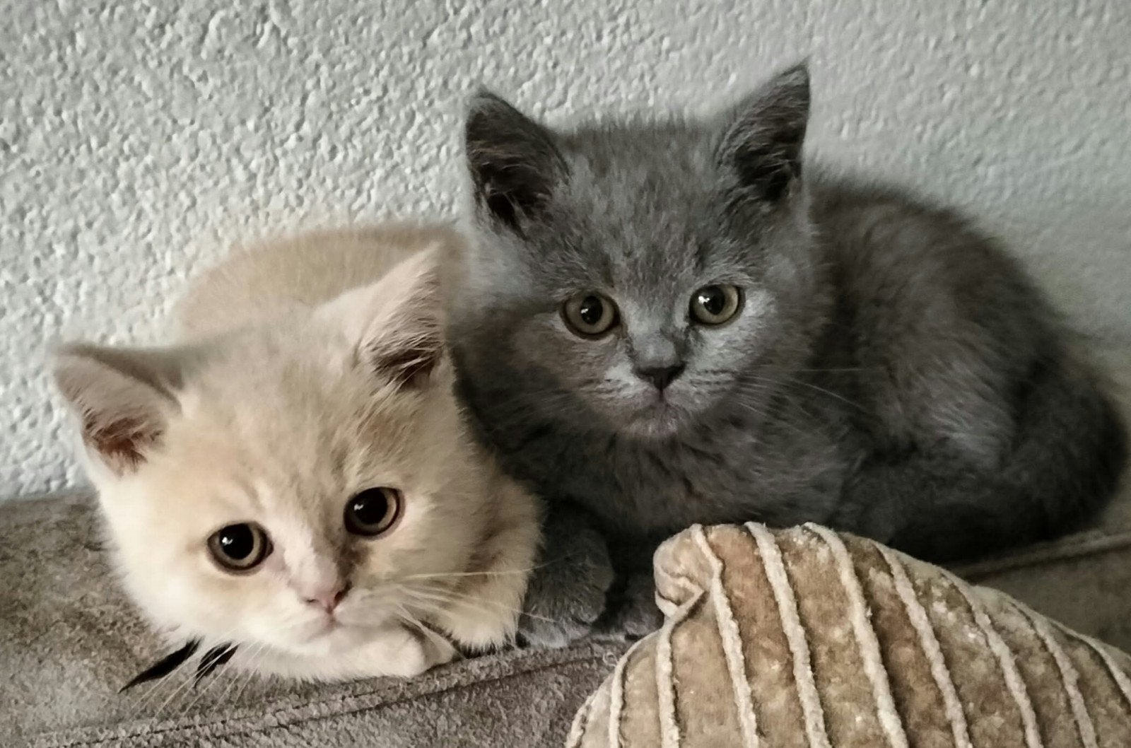 kittens, Kater, Gechipt