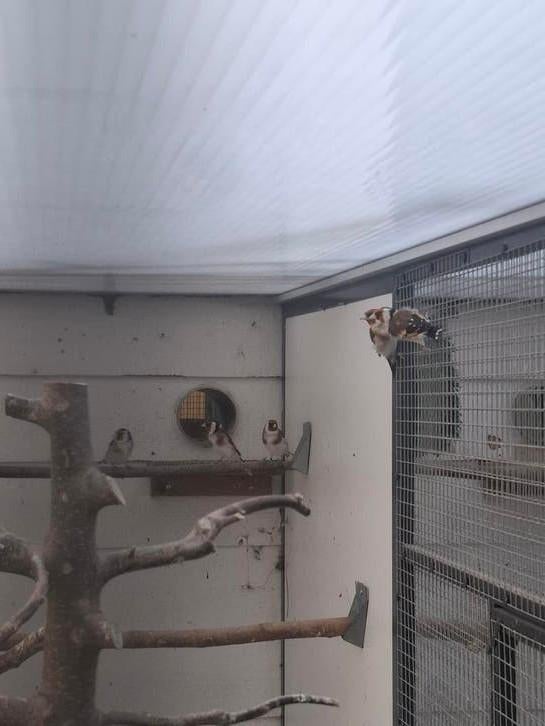 majoor putter wildkleur 2025 man, Dieren en Toebehoren, Meerdere dieren, Wildzangvogel, Geringd