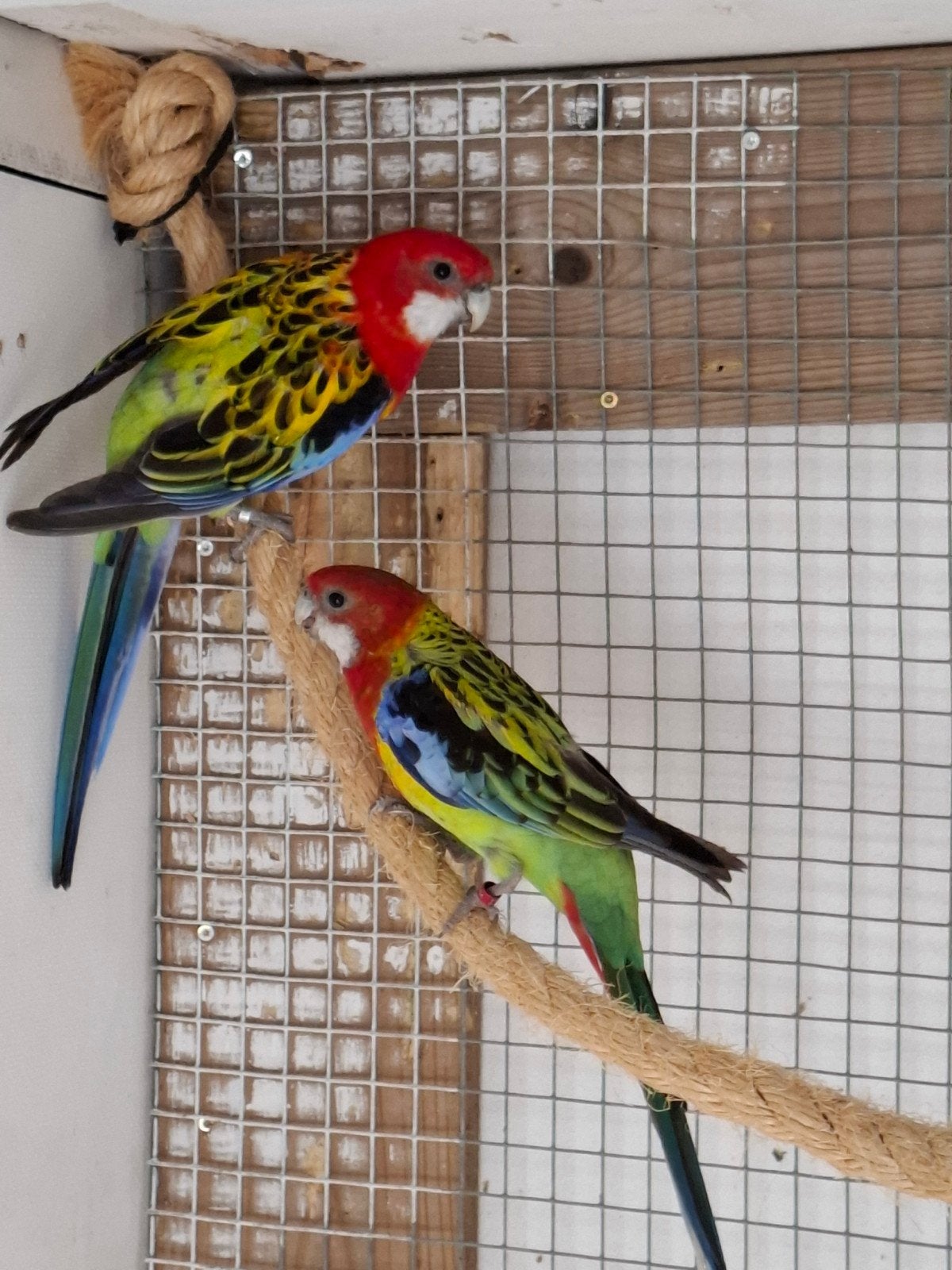 Rossella parkieten, Dieren en Toebehoren, Vogels | Parkieten en Papegaaien, Meerdere dieren, Parkiet