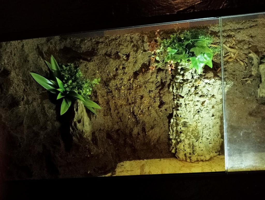 Osb3 terrarium RepHouSZ. 80/40/50 met achtergrond, Ophalen, Nieuw, Terrarium of Paludarium