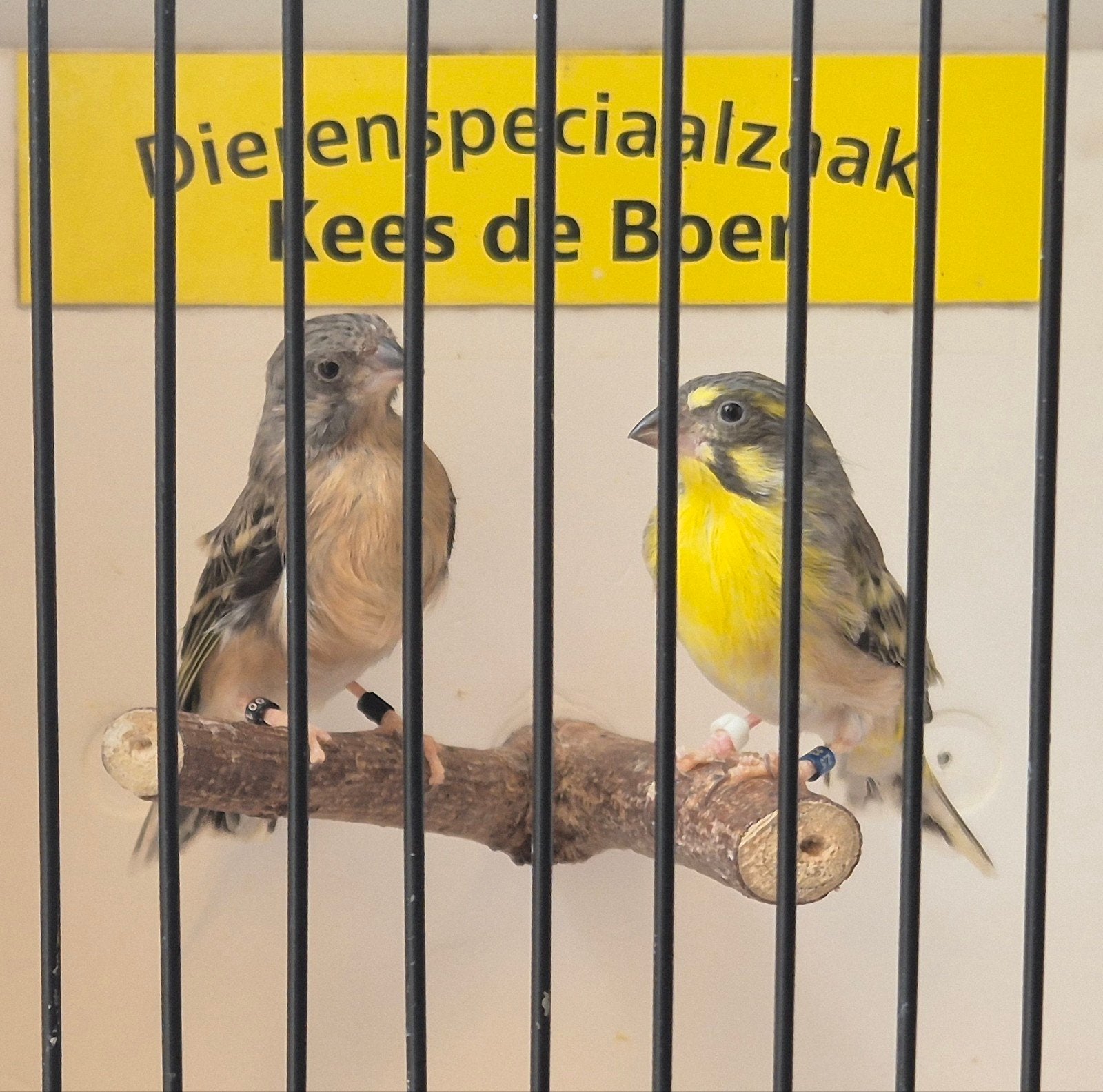 Citroenborst edelzangers, Dieren en Toebehoren, Meerdere dieren