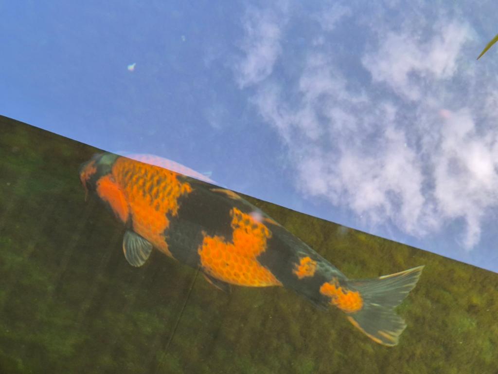 Hi utsuri.  ( koi karper), Dieren en Toebehoren, Karper of Koi