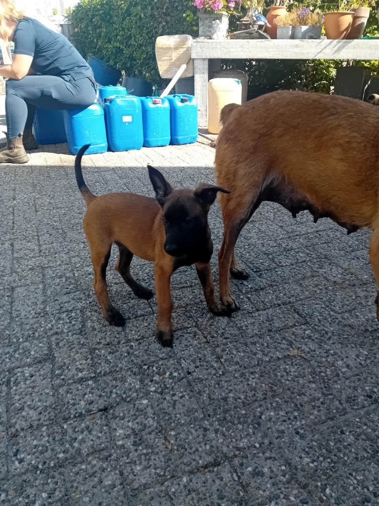 1 mooie Mechelse herder reutjes, 8 tot 15 weken, Parvo, Meerdere, Meerdere dieren