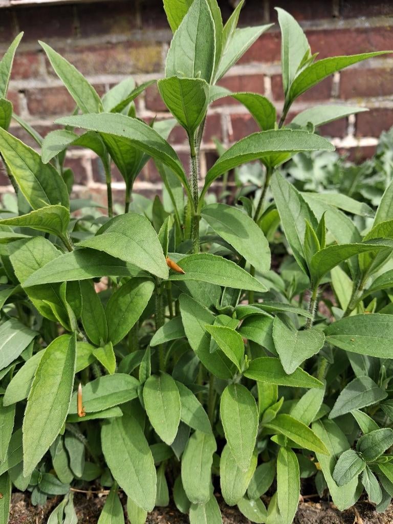 Heliopsis/ Zonneoog., Tuin en Terras, Planten | Tuinplanten, Ophalen, Overige soorten, Volle zon