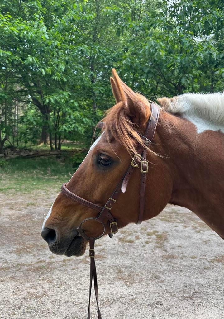 Ervaren bijrijder gezocht voor grote bonte pony, Ruiter of Bijrijder