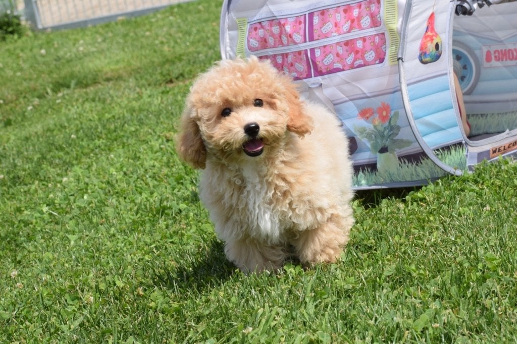 Maltipoo pups diverse kleuren en grotes, België, 15 weken tot 1 jaar, Overige rassen, Parvo