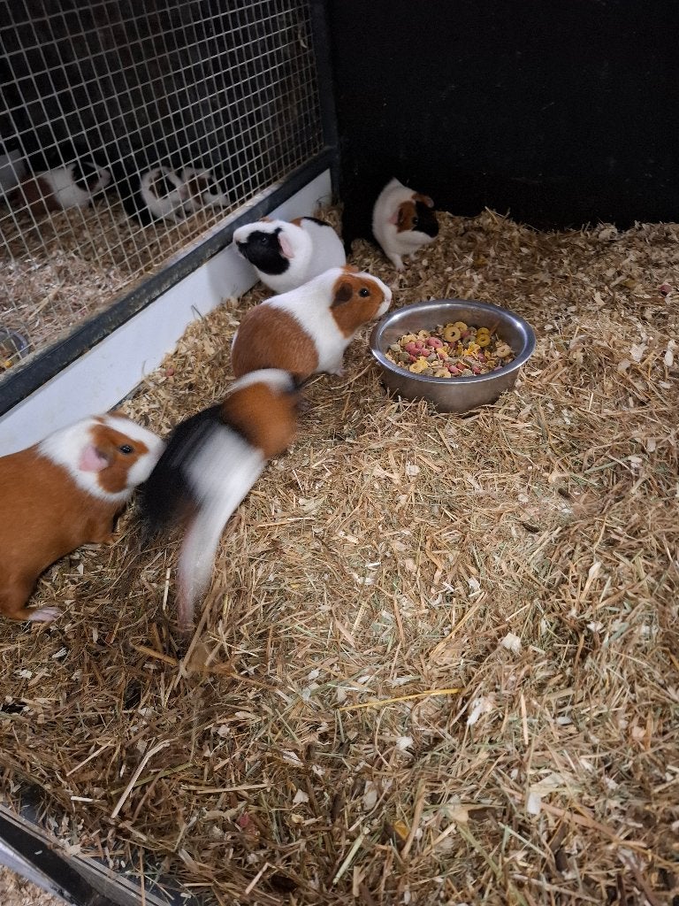 Cavia's in allerlei kleuren, Dieren en Toebehoren, Knaagdieren, Juni, Meerdere dieren, Cavia