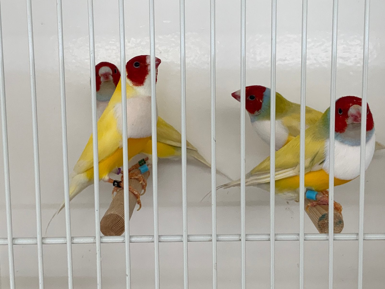 Gouldamadines, Goulds Te Koop Aangeboden., Meerdere dieren, Tropenvogel, Geringd