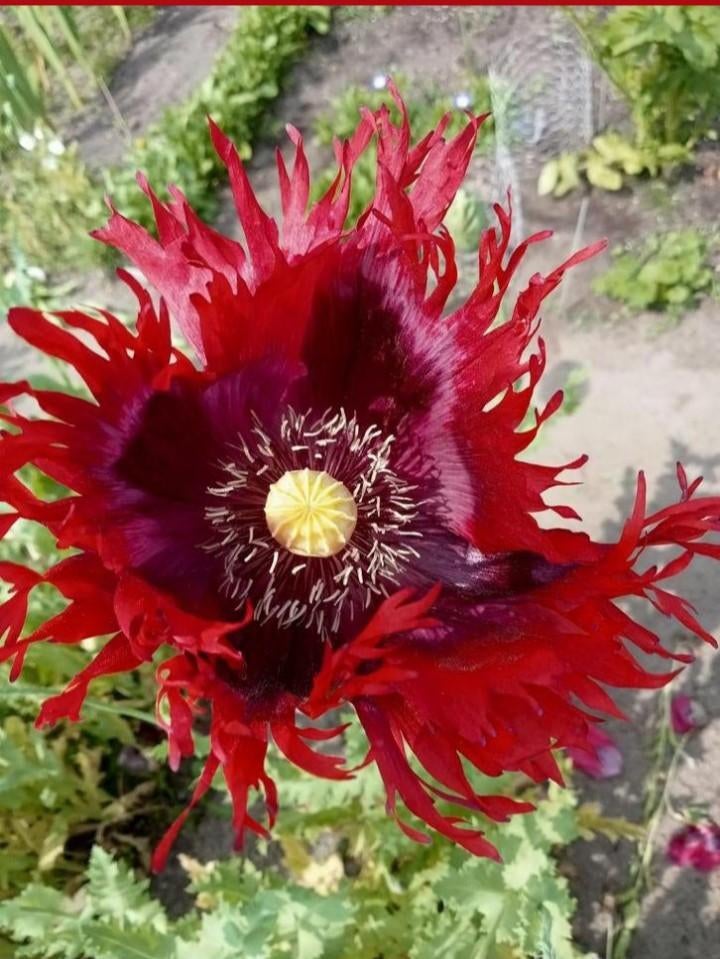 Papaver somniferum Turkish Red - Slaapbol zaden, Tuin en Terras, Bloembollen en Zaden, Ophalen of Verzenden, Voorjaar, Volle zon
