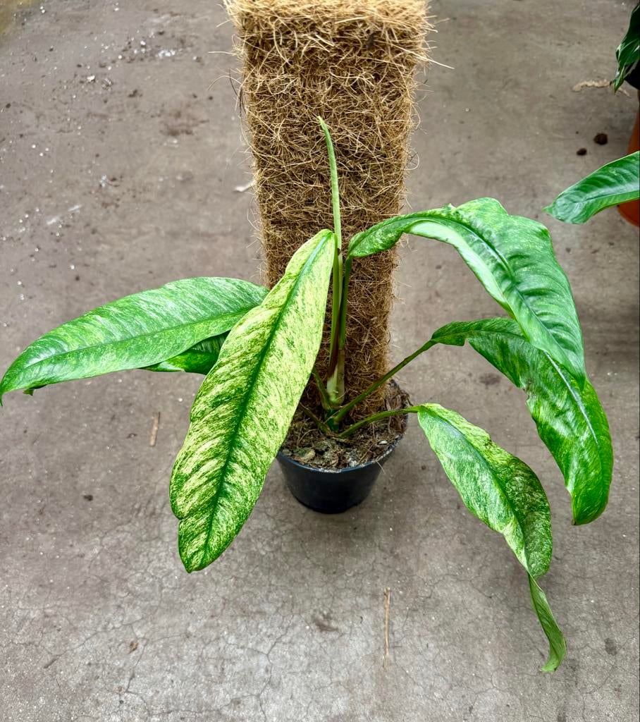 Rhaphidophora Gorilan Variegata, Ophalen of Verzenden
