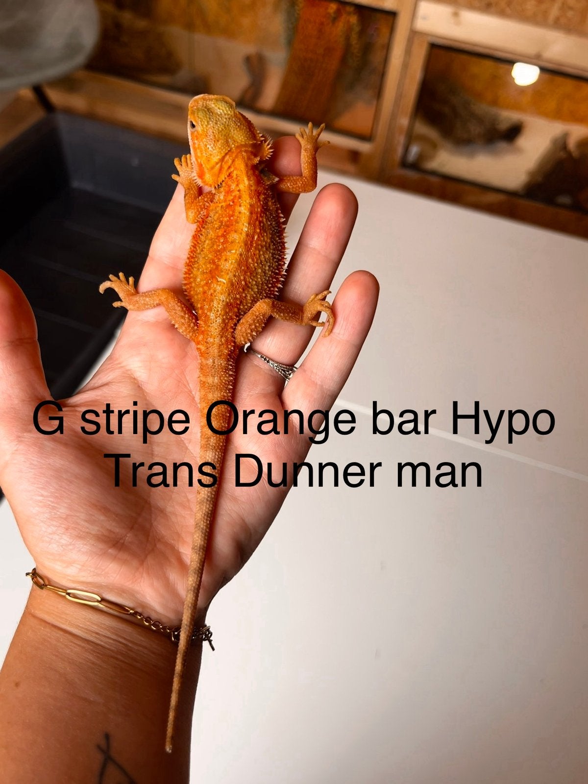 G-Stripe Orange Bar Hypo Trans Dunner man – Baardagaam Bearded Dragon - male for sale from B.S.