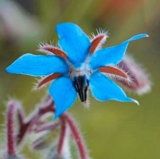 Zaden Komkommer Kruid - Borage - Bernagie, Tuin en Terras, Verzenden, Voorjaar, Volle zon, Zaad