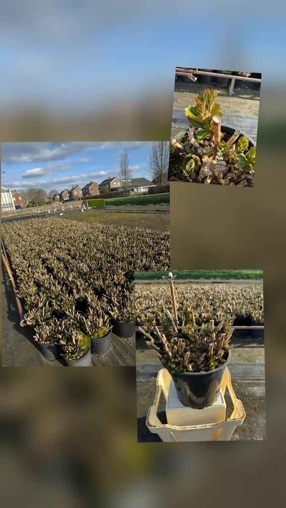 Hortensia potten, Tuin en Terras, Planten | Tuinplanten, Ophalen of Verzenden