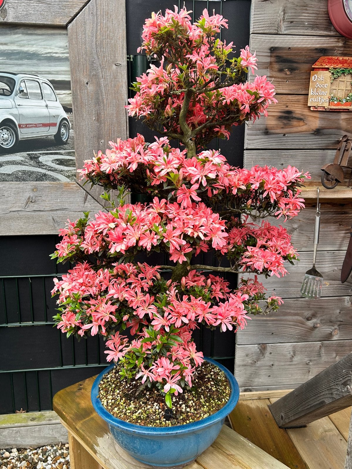 Prachtige Azalea Bonsai - Tateyama-no-Mai type Satsuki, Vaste plant, Halfschaduw, Lente, Ophalen
