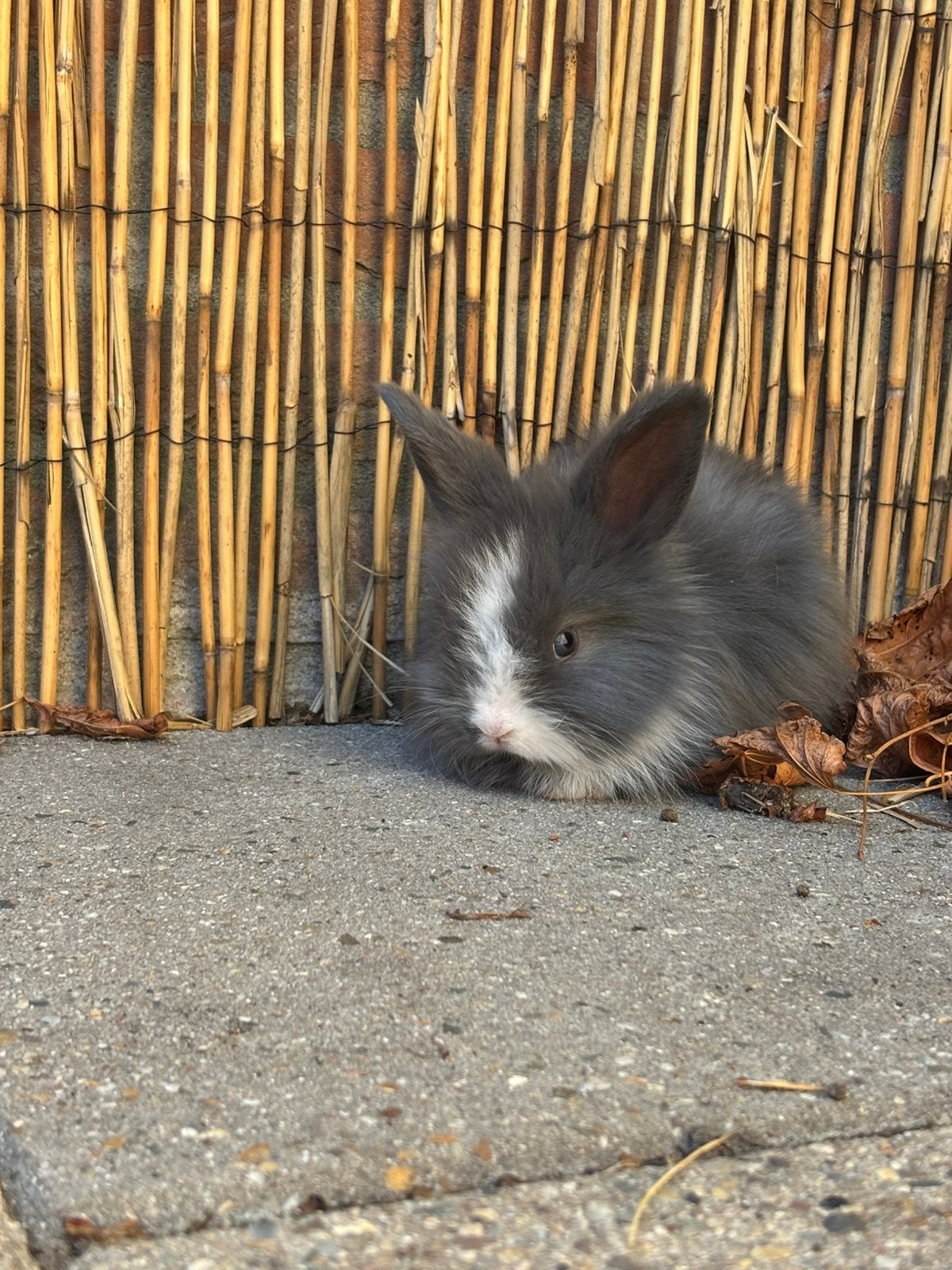 Angora konijnen te koop, Meerdere dieren, Dwerg