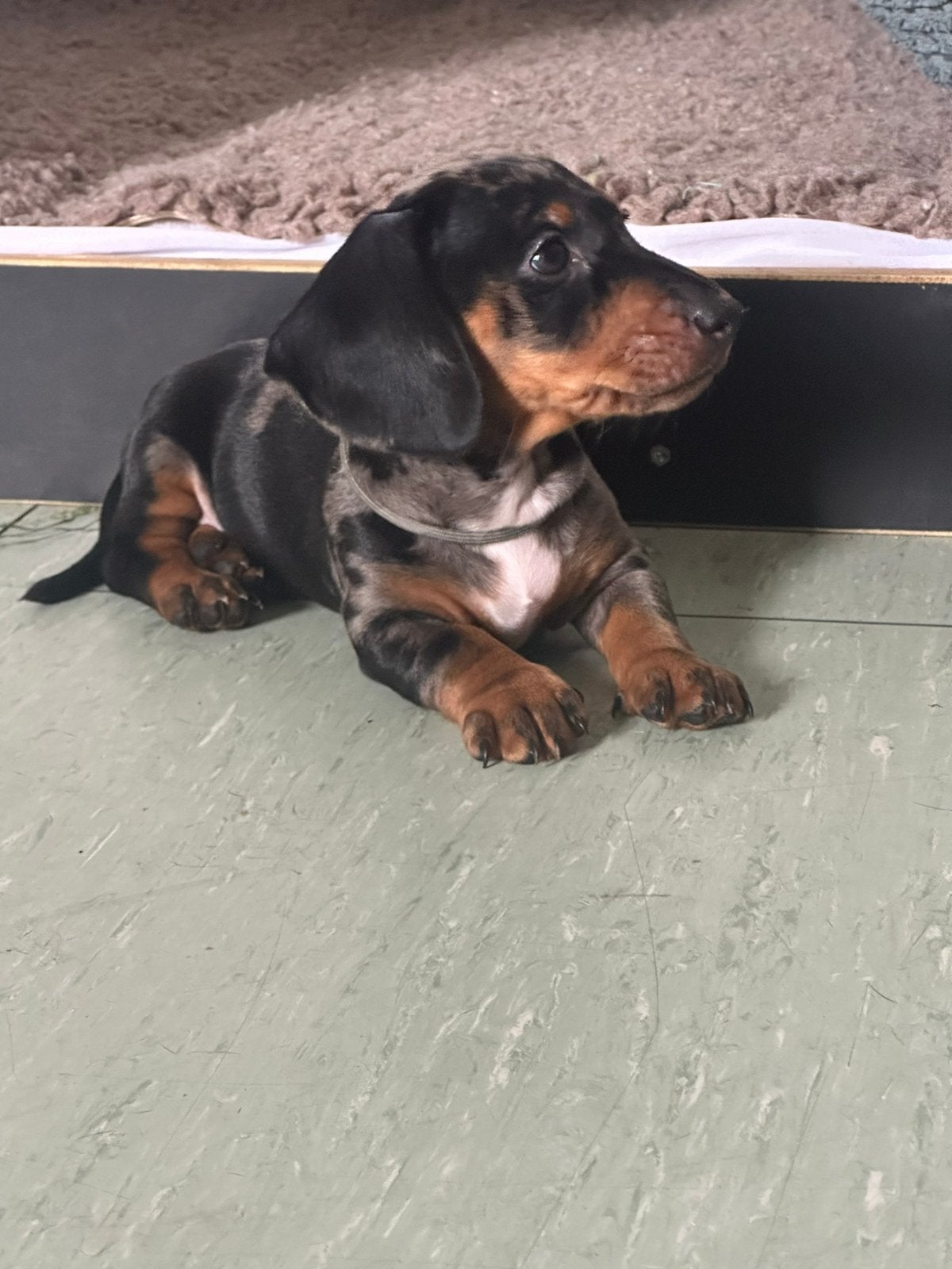 Lieve Teckel pups mogen het nest verlaten, Standaard, 8 tot 15 weken, Korthaar, Meerdere