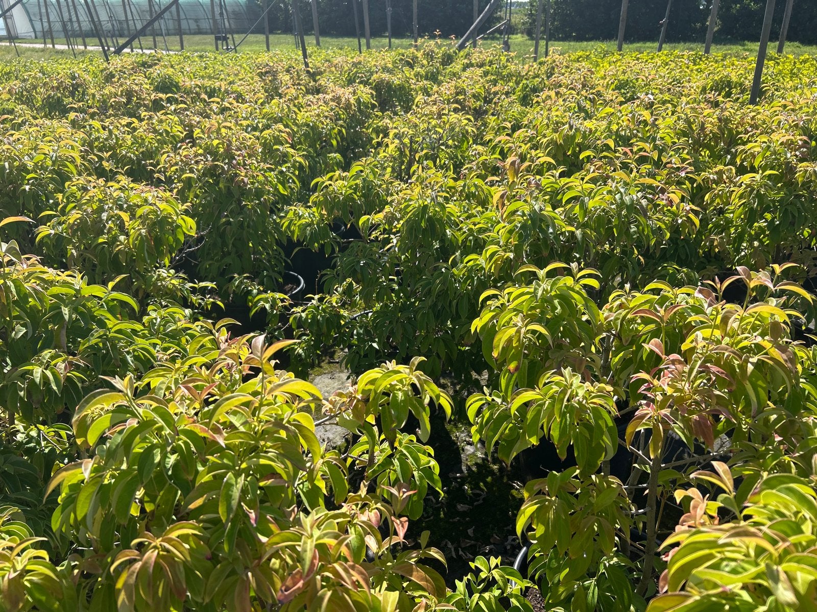 Cornus angustata 'Empress of China' in 20L pot, Volle zon, Vaste plant, Zomer, Ophalen
