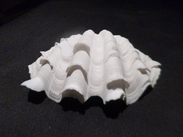 3 doopvont schelpen Tridacta ; 100 jaar of meer  oud, Verzamelen, Ophalen of Verzenden, Schelp(en)