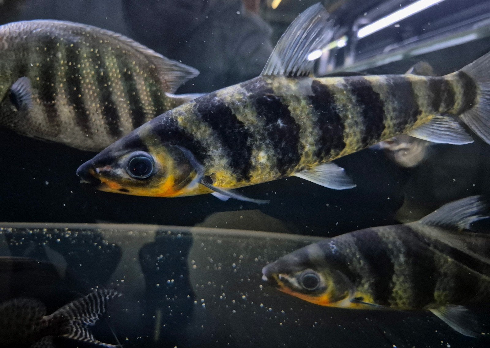 leporinus fasciatus, Vis, Zoetwatervis