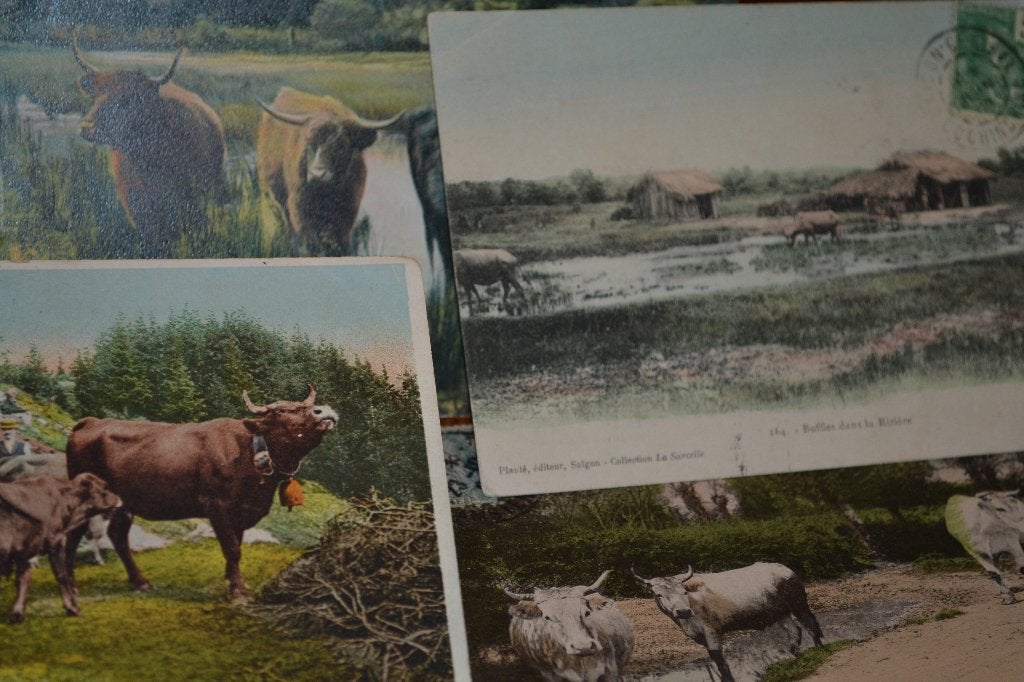 lot 4 kaarten vee koeien runderen, Ophalen of Verzenden, Gelopen, Sterren en Beroemdheden