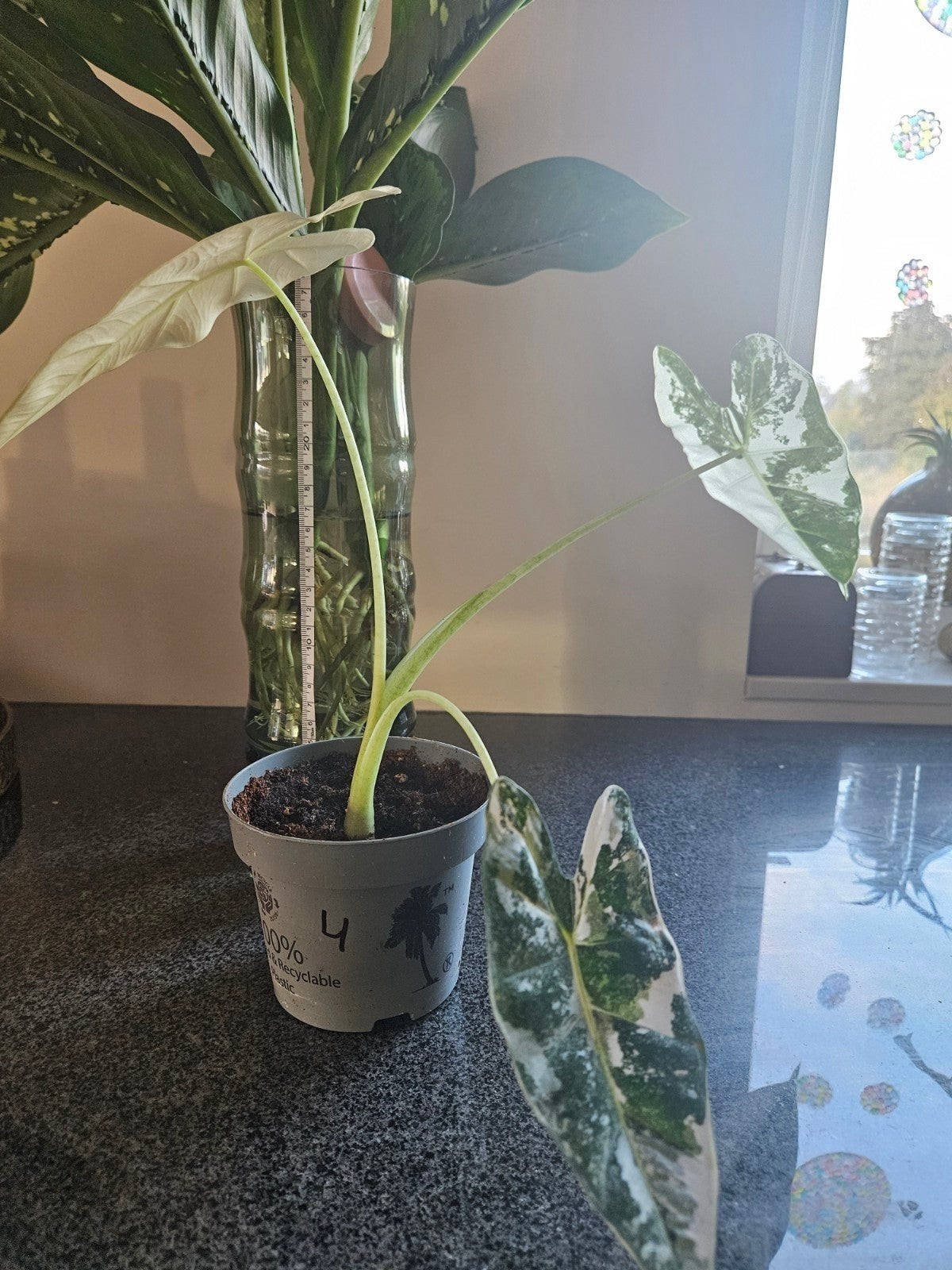 Alocasia Frydek Variegata, Ophalen of Verzenden, Overige soorten, Halfschaduw, Minder dan 100 cm