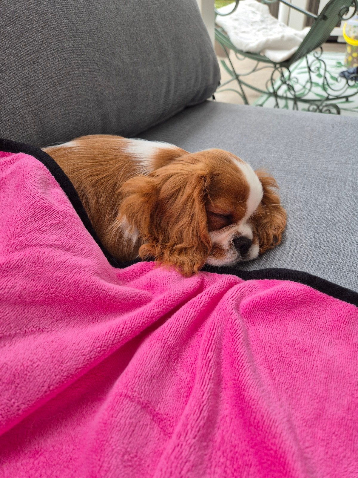 Goed thuis gezocht Cavalier King Charles Spaniel pup teefje, Particulier, 8 tot 15 weken, Buitenland, Teef