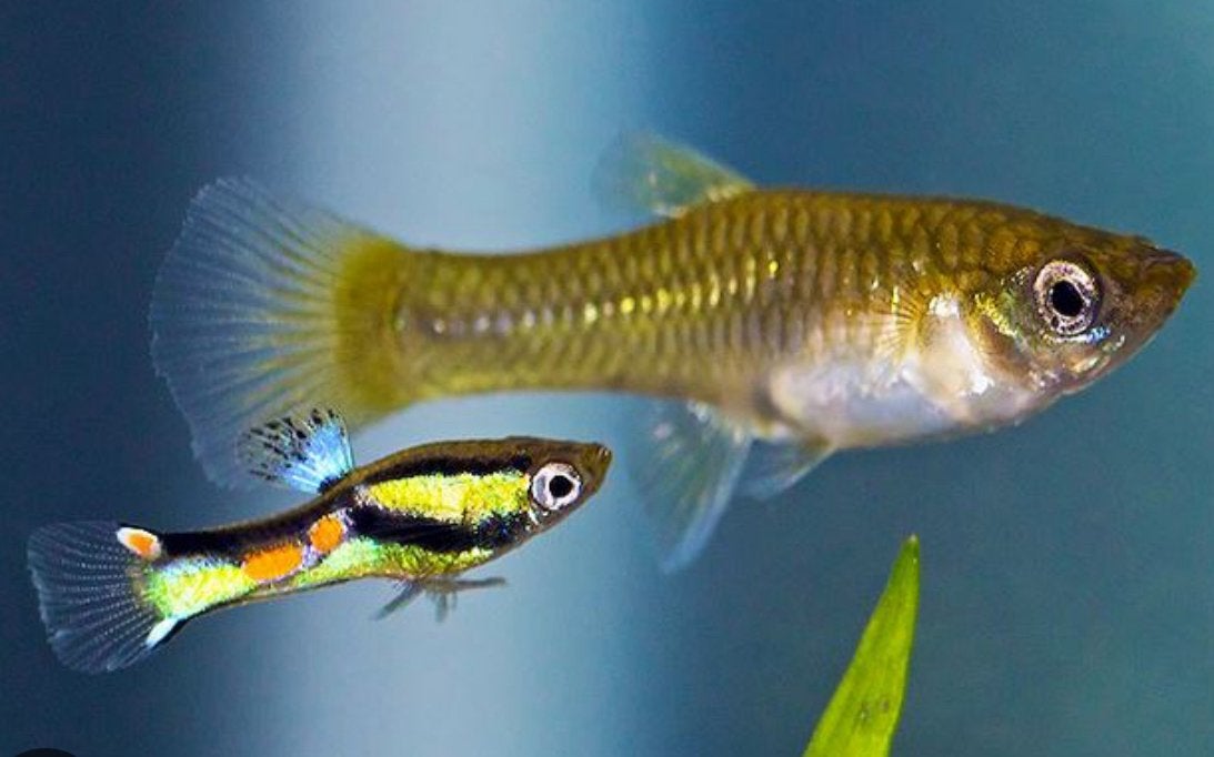 Endler gups, Dieren en Toebehoren, Vis
