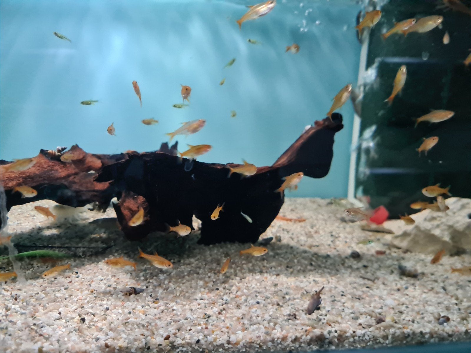 Hyphessobrycon amandae, ember tetra, vuurtetra, Vis, Zoetwatervis