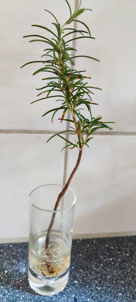 Gratis planten, Ophalen, Overige soorten, Volle zon