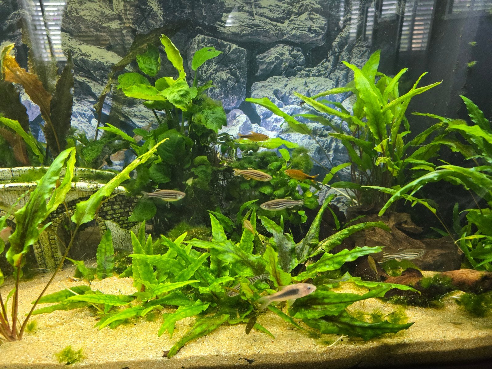 Juwel aquarium met onderkast juwel rio aquarium, Ophalen, Zo goed als nieuw, Gevuld zoetwateraquarium